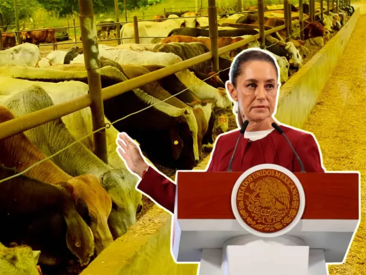 Sheinbaum califica de injusto el cierre fronterizo al ganado mexicano