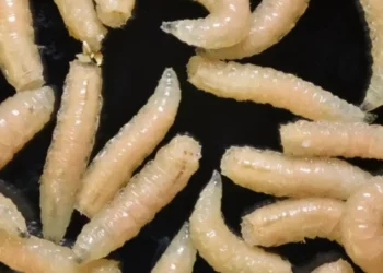 Se emite alerta sanitaria por brote de gusano barrenador en México