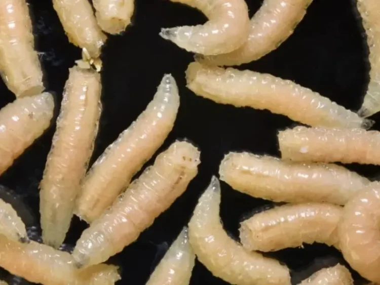 Se emite alerta sanitaria por brote de gusano barrenador en México