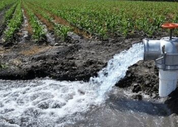 Se desperdicia hasta 60% del agua de riego agrícola en Tamaulipas
