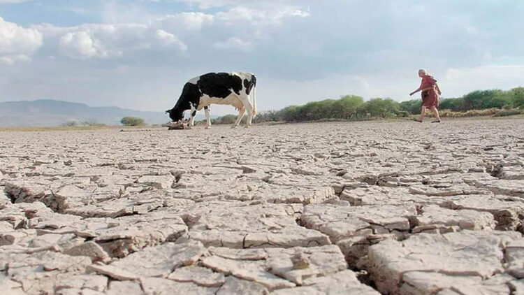 CLAMAN POR AGUA Confían ganaderos en lluvias de mayo