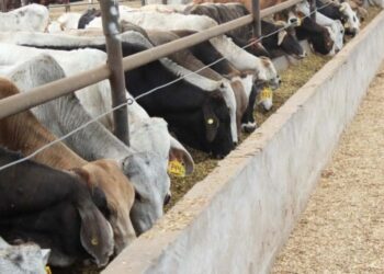 RESTRICCIONES DE EU Se desploma exportación de ganado de Tamaulipas