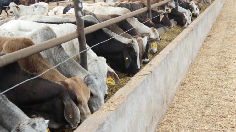 RESTRICCIONES DE EU Se desploma exportación de ganado de Tamaulipas