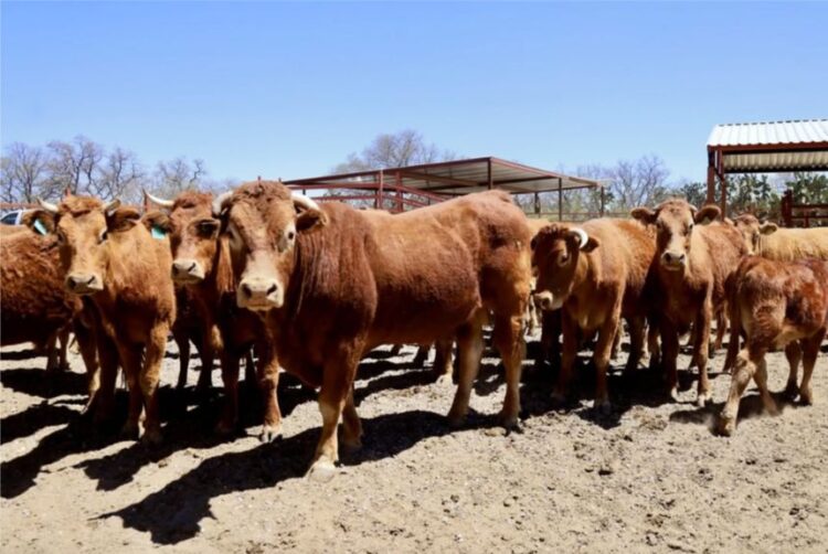 POR GUSANO BARRENADOR Exportación ganadera de Tamaulipas cae 67%