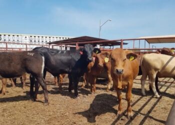 TRAS CIERRE FRONTERIZO Descartan remate de ganado en Tamaulipas