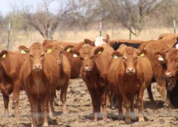 Ganaderos implementan cerco sanitario contra gusano barrenador
