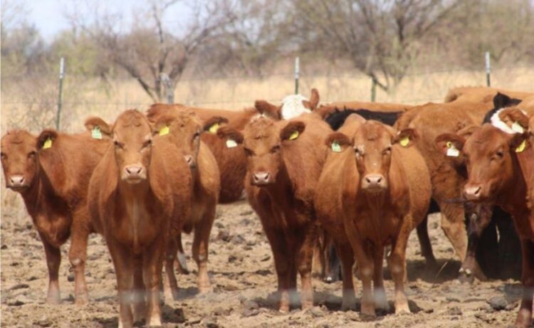 Ganaderos implementan cerco sanitario contra gusano barrenador