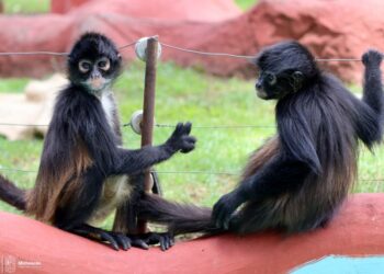 Mujer enfrenta 20 años por tráfico de cinco monos araña
