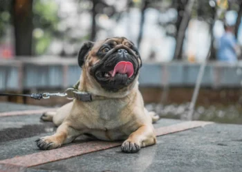 POR ALTAS TEMPERATURAS Autoridades alertan por efectos en las mascotas