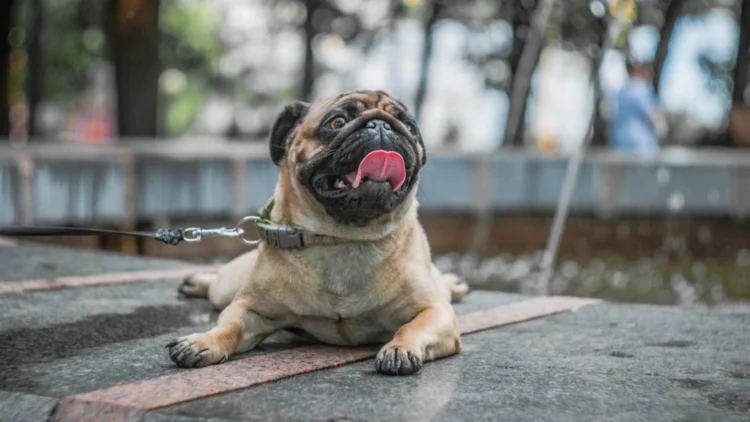 POR ALTAS TEMPERATURAS Autoridades alertan por efectos en las mascotas
