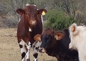 Ataque a balazos deja dos vacas muertas