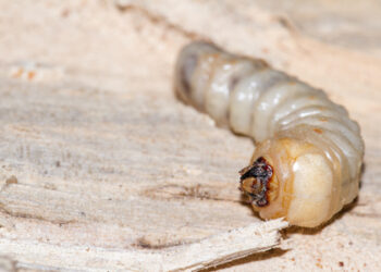 MÉXICO Y ESTADOS UNIDOS Anuncian plan de colaboración para combatir gusano barrenador