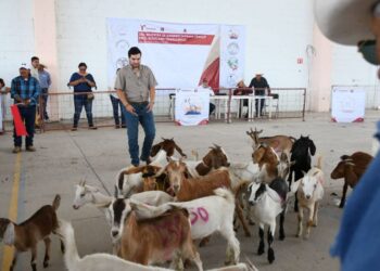 EN TULA Impulsan el desarrollo del sector caprino