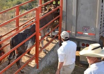 Alerta ganadera en Tamaulipas por plaga de gusano barrenador