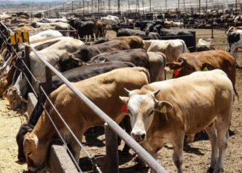 MEXICO EXPORTARA DE NUEVO Anuncia EU reapertura gradual para el ganado