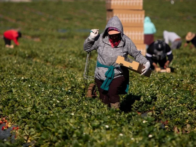 GOBIERNO DE TRUMP Impulsa reforma migratoria temporal en los sectores hotelero y agrícola