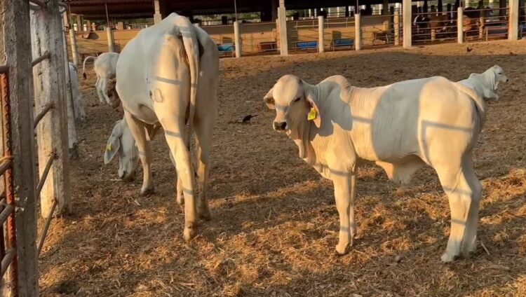 Ganaderos enfrentan sequía con la venta de los becerros