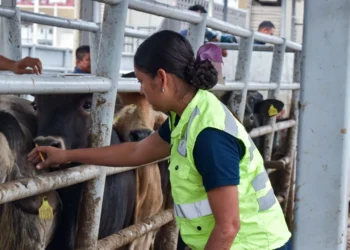 Exportación de ganado se moverá vía Colombia