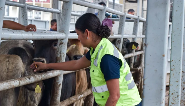 Exportación de ganado se moverá vía Colombia