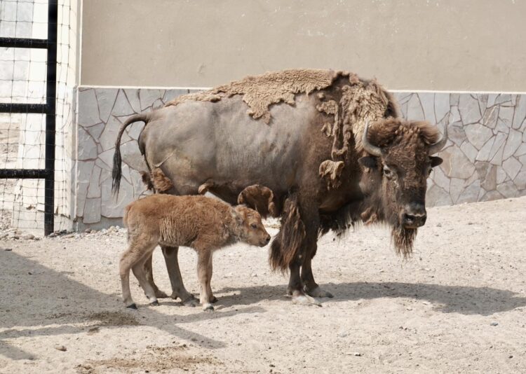 Nace cría de bisonte americano en el zoológico de Nuevo Laredo