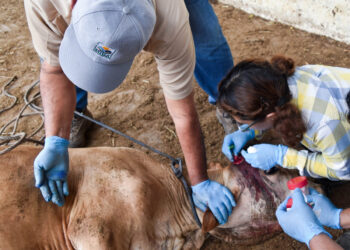 EN HUMANOS Temen llegada del gusano barrenador