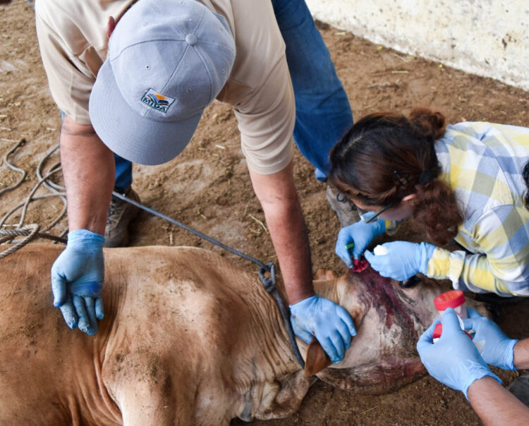 EN HUMANOS Temen llegada del gusano barrenador