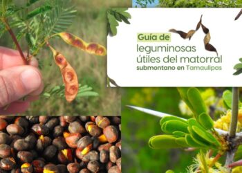 Invita UAT a conocer más sobre las leguminosas y su aprovechamiento