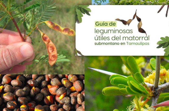 Invita UAT a conocer más sobre las leguminosas y su aprovechamiento