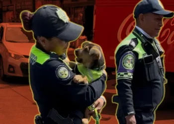 Aquiles, el perrito rescatado que ahora cuida Palacio Nacional
