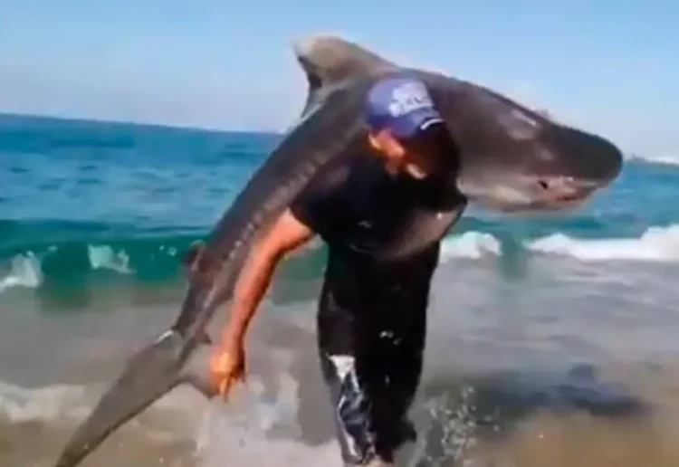 ¡Tiburón al hombro! Michoacano se vuelve viral