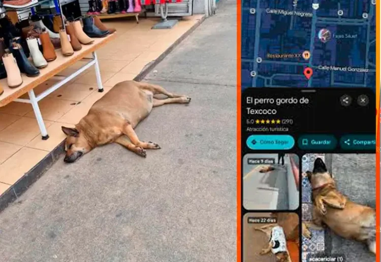 El perro gordo de Texcoco: la atracción viral que hasta Google Maps reconoce
