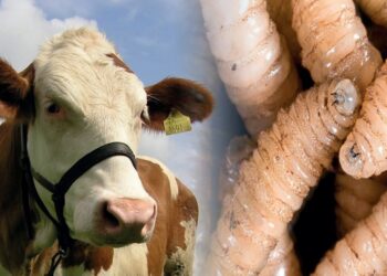 EN EDINBURG DE TEXAS Harán fábrica de moscas anti gusano barrenador