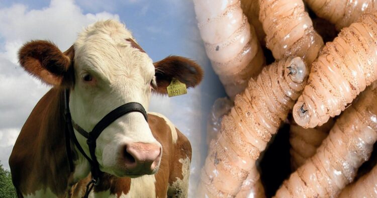 EN EDINBURG DE TEXAS Harán fábrica de moscas anti gusano barrenador