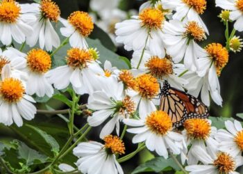 CLAVE PARA EL ECOSISTEMA Buscan en Tamaulipas salvar aves e insectos polinizadores
