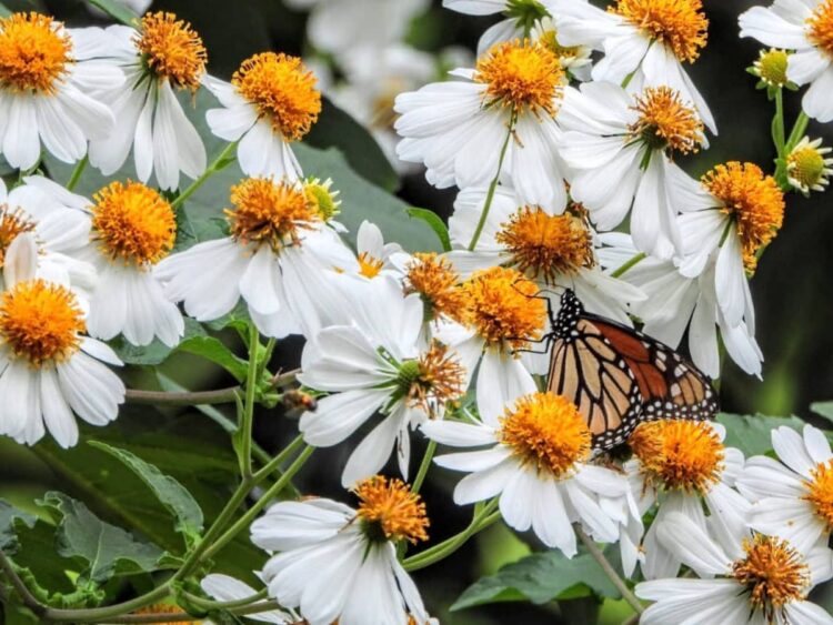 CLAVE PARA EL ECOSISTEMA Buscan en Tamaulipas salvar aves e insectos polinizadores