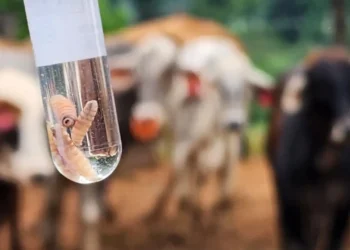 ALERTA SANITARIA Gusano barrenador en NL amenaza ganado en Texas