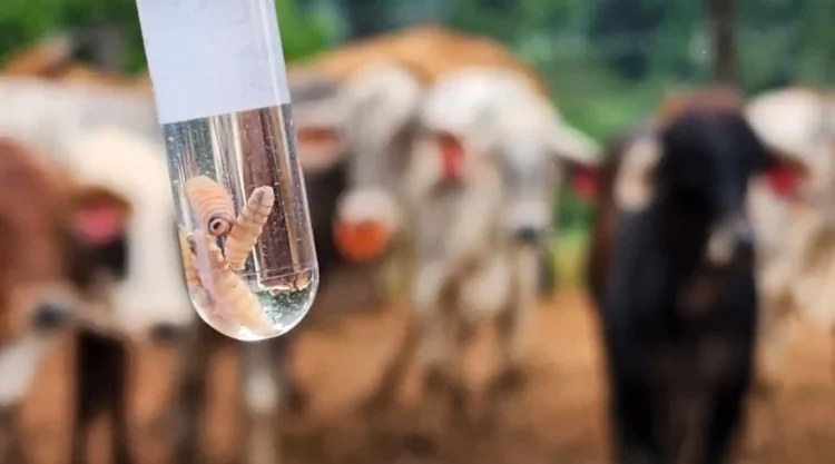 ALERTA SANITARIA Gusano barrenador en NL amenaza ganado en Texas