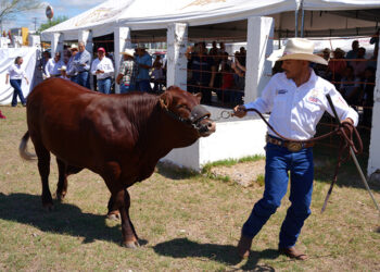 DESARROLLO RURAL Realiza primera edición del Concurso del Novillo Gordo