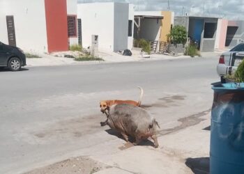 Cerdo causa destrozos y quejas en Palmares
