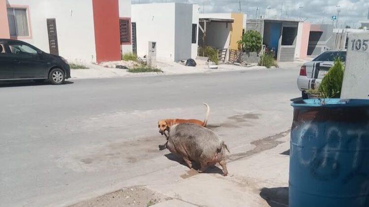 Cerdo causa destrozos y quejas en Palmares
