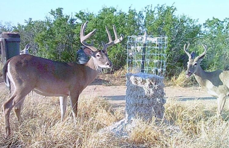 Reportan ranchos listos para temporada de cacería 2025