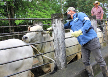 EN LA FRONTERA Refuerzan vigilancia contra el gusano barrenador