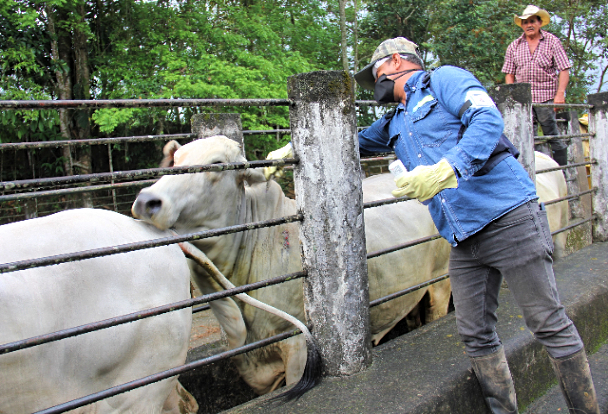 EN LA FRONTERA Refuerzan vigilancia contra el gusano barrenador