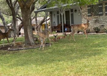 TEMPORADA 2025-2026 Abren sus puertas 800 ranchos de la región al turismo cinegético