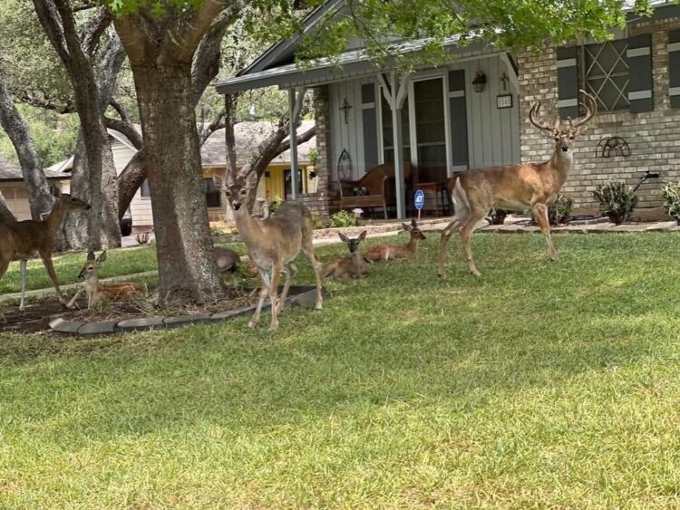 TEMPORADA 2025-2026 Abren sus puertas 800 ranchos de la región al turismo cinegético