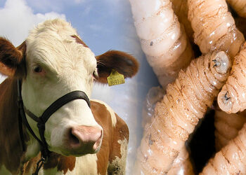 Cuesta 2 mil mdp control del gusano barrenador