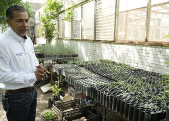 Implementa UAT manejo sustentable del maguey mezcalero en Miquihuana