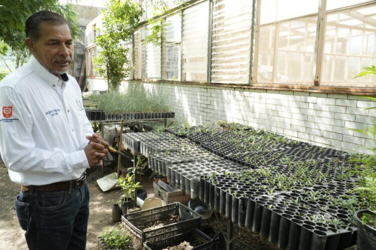 Implementa UAT manejo sustentable del maguey mezcalero en Miquihuana