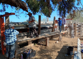 CONTINÚA LA CAMPAÑA GRATUITA DE IVERMECTINA EN APOYO AL SECTOR GANADERO