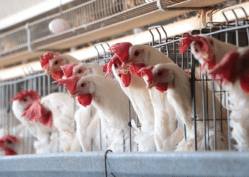 Reportan caso nunca visto de gripe aviar en humano